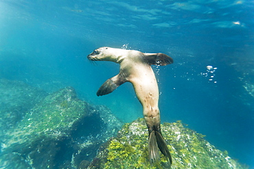 Galapagos sea lion (Zalophus wollebaeki) underwater, Tagus Cove, Isabela Island, Galapagos Islands, Ecuador, South America