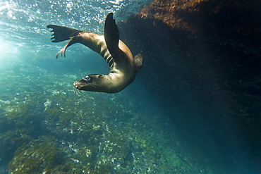 Galapagos sea lion (Zalophus wollebaeki) underwater, Tagus Cove, Isabela Island, Galapagos Islands, Ecuador, South America