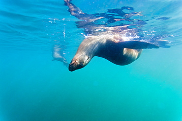 Galapagos sea lions (Zalophus wollebaeki) underwater, Tagus Cove, Isabela Island, Galapagos Islands, Ecuador, South America