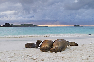 Galapagos sea lions (Zalophus wollebaeki), Gardner Bay, Espanola Island, Galapagos Islands, UNESCO World Heritage Site, Ecuador, South America