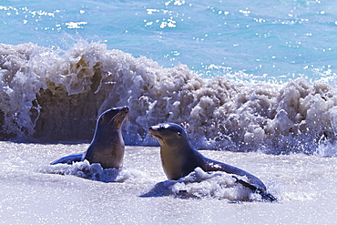 Galapagos sea lions (Zalophus wollebaeki), Gardner Bay, Espanola Island, Galapagos Islands, UNESCO World Heritage Site, Ecuador, South America