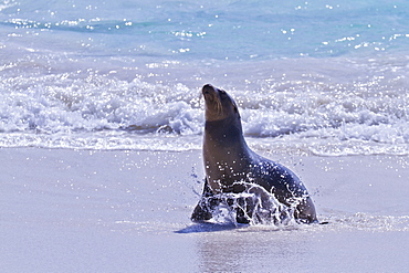 Galapagos sea lion (Zalophus wollebaeki) pup, Gardner Bay, Espanola Island, Galapagos Islands, UNESCO World Heritage Site, Ecuador, South America