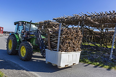 Stock cod, split and drying out on huge racks, in the Norwegian fishing village of Reina, Lofoten Islands, Norway, Scandinavia, Europe