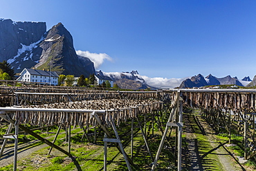 Stock cod, split and drying out on huge racks, in the Norwegian fishing village of Reina, Lofoten Islands, Norway, Scandinavia, Europe