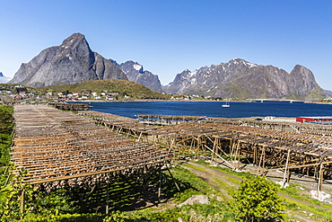 Stock cod, split and drying out on huge racks, in the Norwegian fishing village of Reina, Lofoten Islands, Norway, Scandinavia, Europe