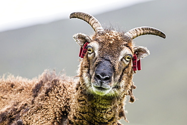 An ancient form of sheep called the Soay roaming the stone remains of the evacuated village on Hirta, St. Kilda Archipelago, Scotland, United Kingdom, Europe