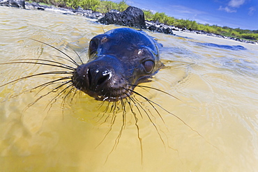 Galapagos sea lion (Zalophus wollebaeki) pup, Gardner Bay, Espanola Island, Galapagos Islands, UNESCO World Heritage Site, Ecuador, South America