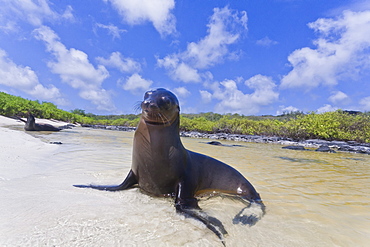 Galapagos sea lions (Zalophus wollebaeki), Gardner Bay, Espanola Island, Galapagos Islands, UNESCO World Heritage Site, Ecuador, South America