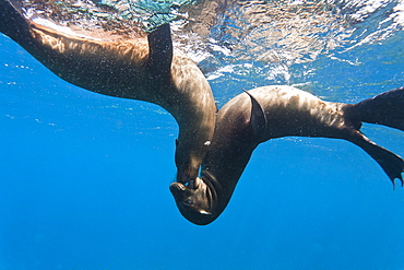 Galapagos sea lions (Zalophus wollebaeki) underwater, Champion Island, Galapagos Islands, Ecuador, South America