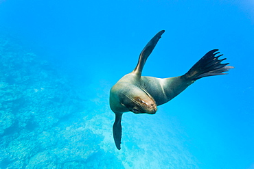 Galapagos sea lion (Zalophus wollebaeki) underwater, Champion Island, Galapagos Islands, Ecuador, South America