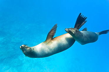 Galapagos sea lions (Zalophus wollebaeki) underwater, Champion Island, Galapagos Islands, Ecuador, South America