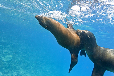 Galapagos sea lions (Zalophus wollebaeki) underwater, Champion Island, Galapagos Islands, Ecuador, South America