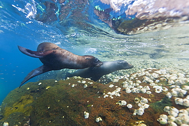 Galapagos sea lions (Zalophus wollebaeki) underwater, Guy Fawkes Islands, Galapagos Islands, Ecuador, South America