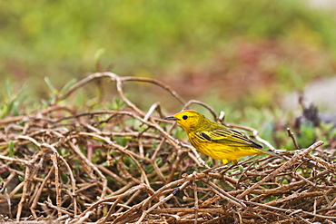 Adult yellow warbler (Dendroica petechia aureola), Santiago Island, Galapagos Islands, UNESCO World Heritge Site, Ecuador, South America