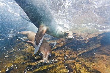 Galapagos sea lions (Zalophus wollebaeki) underwater, Guy Fawkes Islands, Galapagos Islands, Ecuador, South America