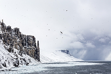 Snow storm approaching Alkefjelet, Cape Fanshawe, Spitsbergen, Svalbard, Norway, Scandinavia, Europe