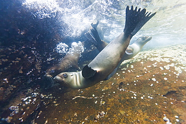 Galapagos sea lions (Zalophus wollebaeki) underwater, Guy Fawkes Islands, Galapagos Islands, Ecuador, South America