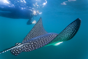 Spotted eagle ray (Aetobatus narinari) underwater, Leon Dormido Island, San Cristobal Island, Galapagos Islands, Ecuador, South America 