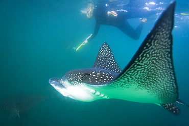 Spotted eagle ray (Aetobatus narinari) underwater, Leon Dormido Island, San Cristobal Island, Galapagos Islands, Ecuador, South America 