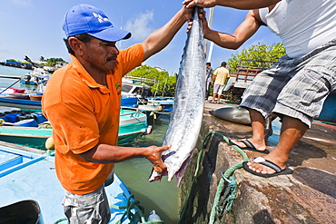 Local fish market, Puerto Ayora, Santa Cruz Island, Galapagos Island Archipelago, Ecuador, South America