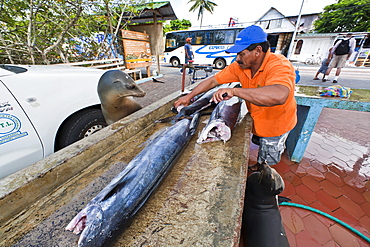 Local fish market, Puerto Ayora, Santa Cruz Island, Galapagos Island Archipelago, Ecuador, South America