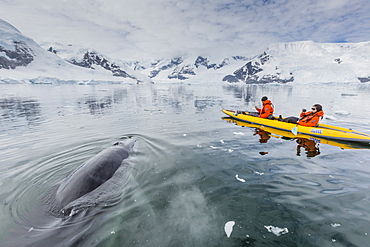 A curious Antarctic minke whale approaches kayakers, in Neko Harbor, Antarctica, Polar Regions