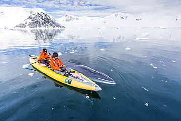 A curious Antarctic minke whale approaches kayakers, in Neko Harbor, Antarctica, Polar Regions