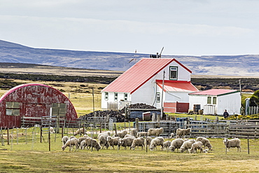 Sheep waiting to be shorn at Long Island sheep Farms, outside Stanley, Falkland Islands, U.K. Overseas Protectorate, South America