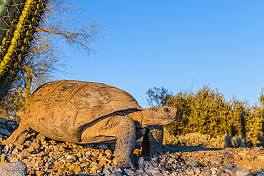 Adult captive desert tortoise (Gopherus agassizii) at sunset at the Arizona Sonora Desert Museum, Tucson, Arizona, United States of America, North America