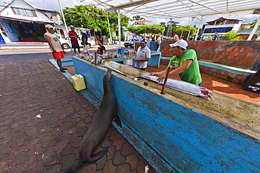 Local fish market, Puerto Ayora, Santa Cruz Island, Galapagos Island Archipelago, Ecuador, South America