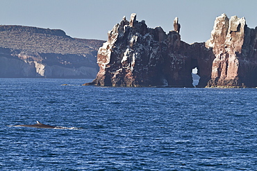 Adult fin whale (Balaenoptera physalus), Los Islotes, Gulf of California (Sea of Cortez), Baja California Sur, Mexico, North America