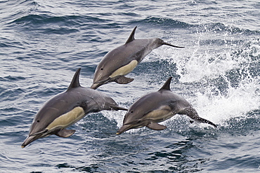 Long-beaked common dolphin (Delphinus capensis), Isla San Esteban, Gulf of California (Sea of Cortez), Baja California, Mexico, North America