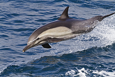 Long-beaked common dolphin (Delphinus capensis), Isla San Esteban, Gulf of California (Sea of Cortez), Baja California, Mexico, North America