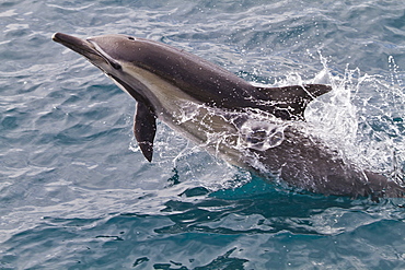 Long-beaked common dolphin (Delphinus capensis), Isla San Esteban, Gulf of California (Sea of Cortez), Baja California, Mexico, North America