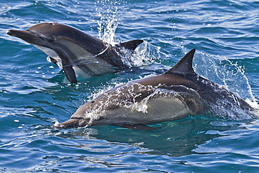 Long-beaked common dolphin (Delphinus capensis), Isla San Esteban, Gulf of California (Sea of Cortez), Baja California, Mexico, North America