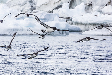 Adult cape petrels (Daption capense) feeding at Brown Bluff, Antarctica, Polar Regions