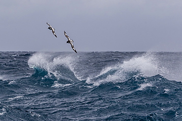 Adult cape petrels (Daption capense) in rough seas in English Strait, South Shetland Islands, Antarctica, Polar Regions