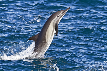 Long-beaked common dolphin (Delphinus capensis), Isla San Esteban, Gulf of California (Sea of Cortez), Baja California, Mexico, North America