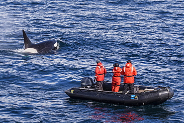 Adult Type A killer whale (Orcinus orca) surfacing near researchers in the Gerlache Strait, Antarctica, Polar Regions