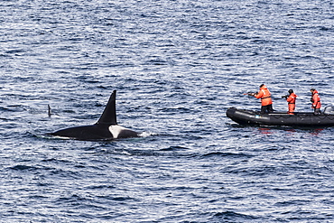 Adult bull Type A killer whale (Orcinus orca) surfacing near researchers in the Gerlache Strait, Antarctica, Polar Regions