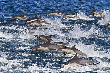 Long-beaked common dolphin (Delphinus capensis) pod, Isla San Esteban, Gulf of California (Sea of Cortez), Baja California, Mexico, North America