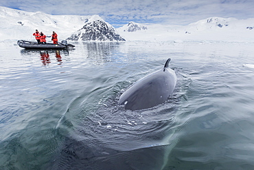 A curious Antarctic minke whale (Balaenoptera bonaerensis) approaches the Zodiac in Neko Harbor, Antarctica, Polar Regions