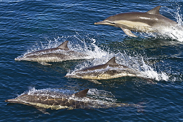 Long-beaked common dolphins (Delphinus capensis), Isla San Esteban, Gulf of California (Sea of Cortez), Baja California, Mexico, North America