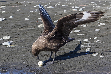 An adult brown skua (Stercorarius spp), with a stolen penguin egg at Barrientos Island, Antarctica, Polar Regions