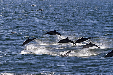 Long-beaked common dolphins (Delphinus capensis), Isla San Esteban, Gulf of California (Sea of Cortez), Baja California, Mexico, North America