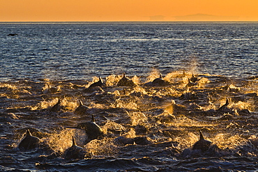 Long-beaked common dolphins (Delphinus capensis) at sunrise, Isla San Esteban, Gulf of California (Sea of Cortez), Baja California, Mexico, North America