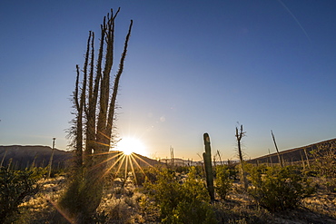 Boojum tree (Cirio) (Fouquieria columnaris) at sunset near Bahia de Los Angeles, Baja California, Mexico, North America