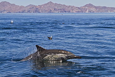 Long-beaked common dolphins (Delphinus capensis), Isla San Esteban, Gulf of California (Sea of Cortez), Baja California, Mexico, North America