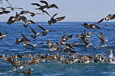 Long-beaked common dolphins (Delphinus capensis) feeding on a bait ball with gulls and boobies, Gulf of California (Sea of Cortez), Baja California, Mexico, North America