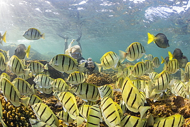 A large school of convict tang (Acanthurus triostegus) on the only living reef in the Sea of Cortez, Cabo Pulmo, Baja California Sur, Mexico, North America